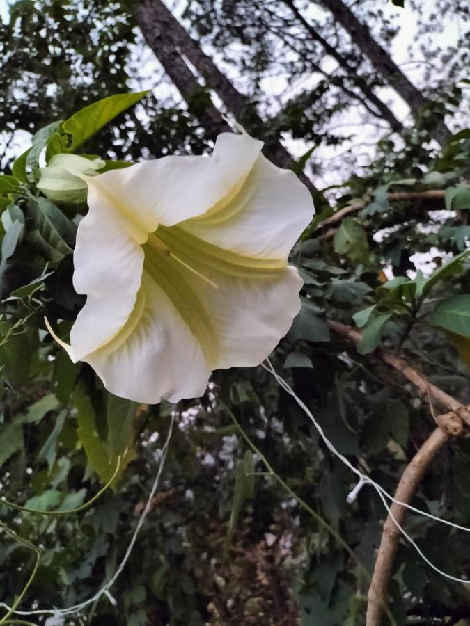 Le Jardin Almora Otel Dış mekan fotoğraf