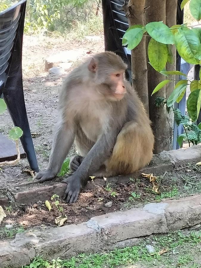 Le Jardin Almora Otel Dış mekan fotoğraf